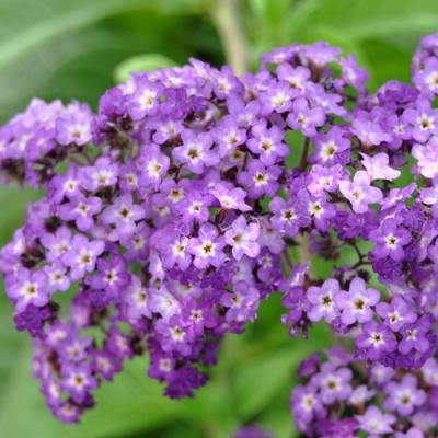 Heliotrope in perfumery Fragrenza