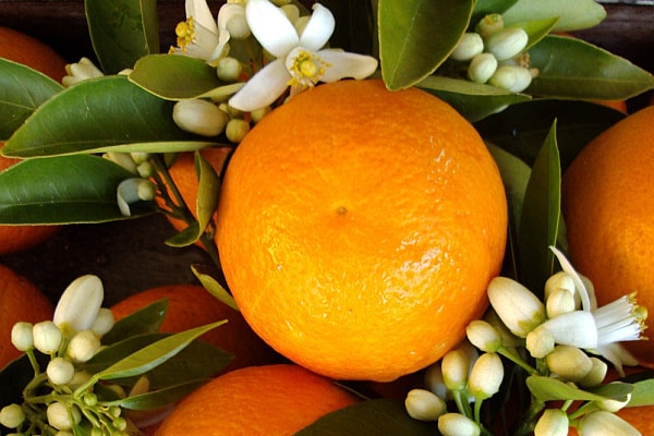 What does orange blossom smell like and what's the difference with