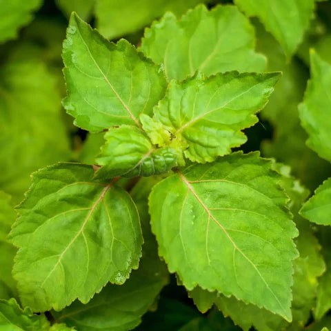 Patchouli: The Mysterious and Enigmatic Scent