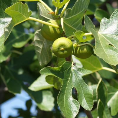 Fig tree in perfumery– Fragrenza