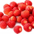 Wild Strawberry