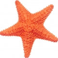 Starfish