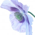 Illustration representing Blue Poppy Fragrances