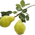 Pear Tree