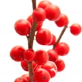 Winterberry