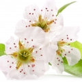 Pear Blossom