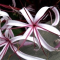 Crinum lily