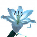 Illustration representing Blue Lilies Fragrances