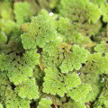 Azolla (Water Fern)